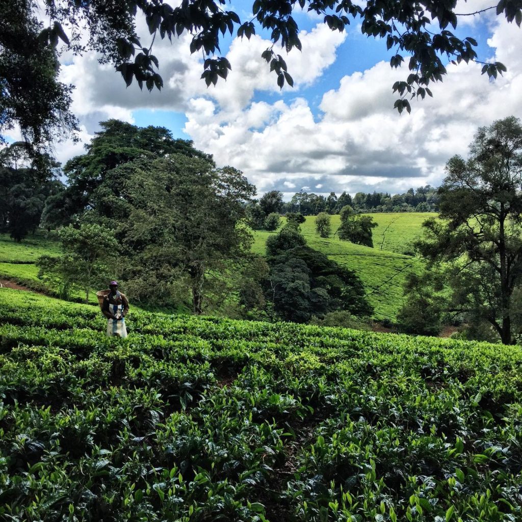 Kiambethu Tea Field, Kiambu County, Nairobi Kenya