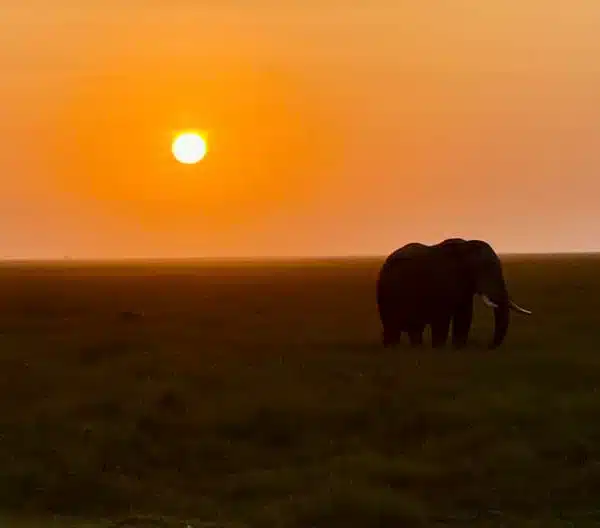 5 Day Amboseli Tsavo Taita Safari: Elephant in Amboseli National Park at sunset