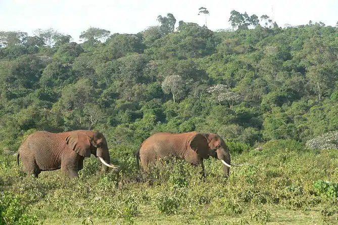 Conservation in the news: Elephants in Aberdare National Park