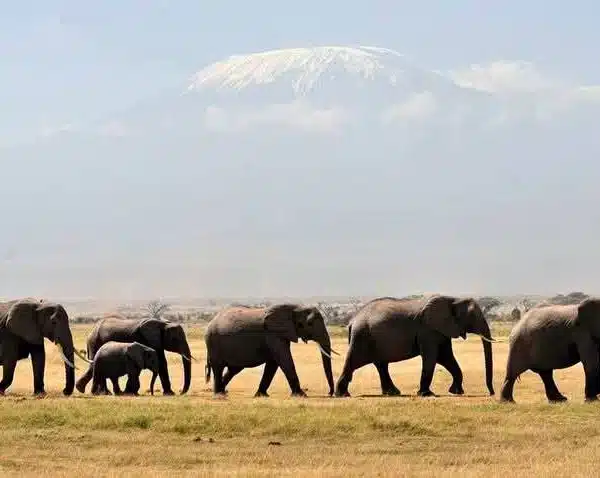 Elephants walking in Amboseli National Park with Mount Kilimanjaro in the background