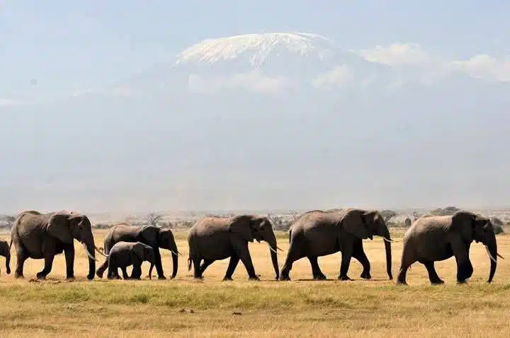 Elephants walking in Amboseli National Park with Mount Kilimanjaro in the background