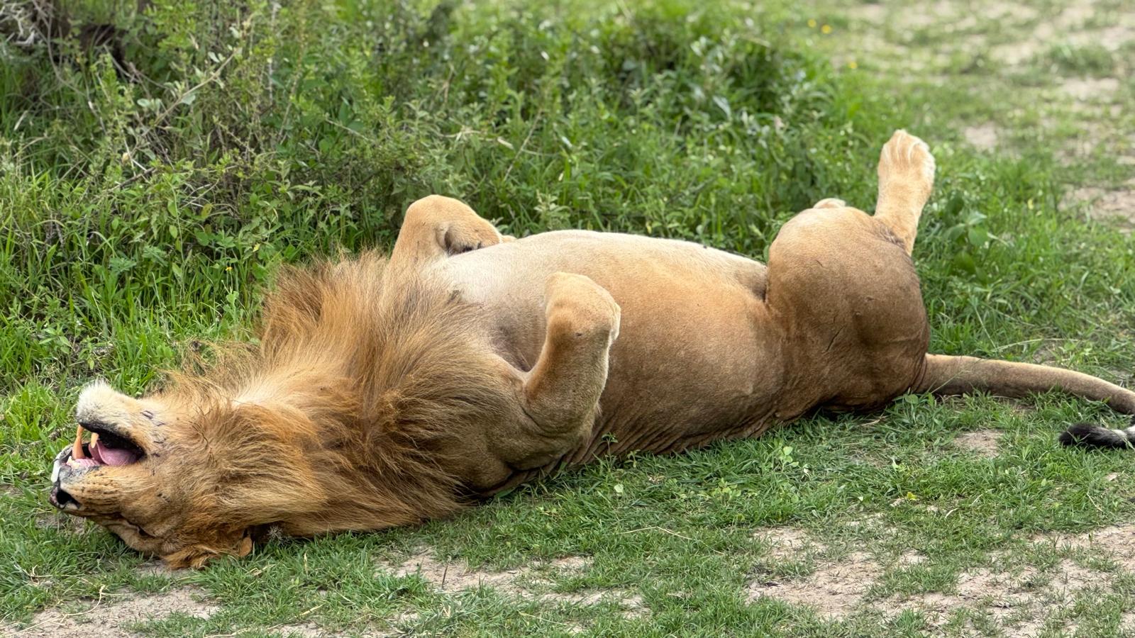 A majestic lion taking a well-deserved rest in the heart of Masai Mara National Reserve.