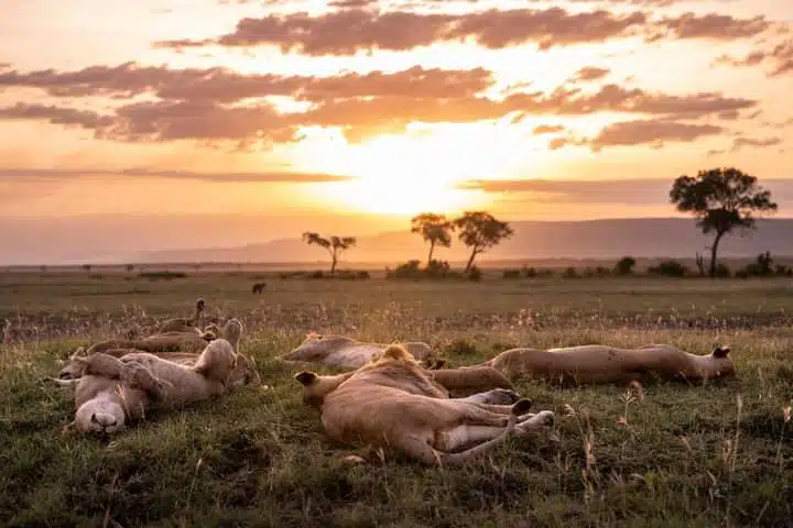 Ultimate Safari Guide to the Breathtaking Masai Mara Conservancies, Kenya