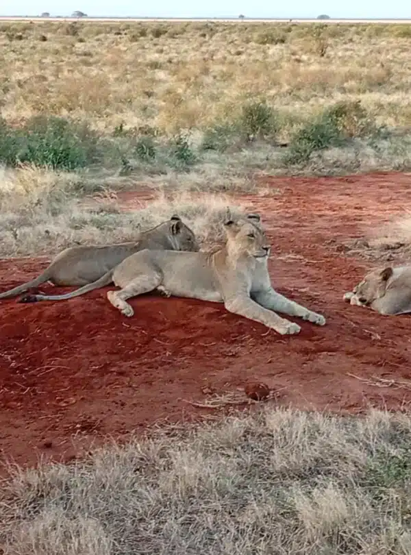 Lionesses resting on red soil in Tsavo East National Park during safari