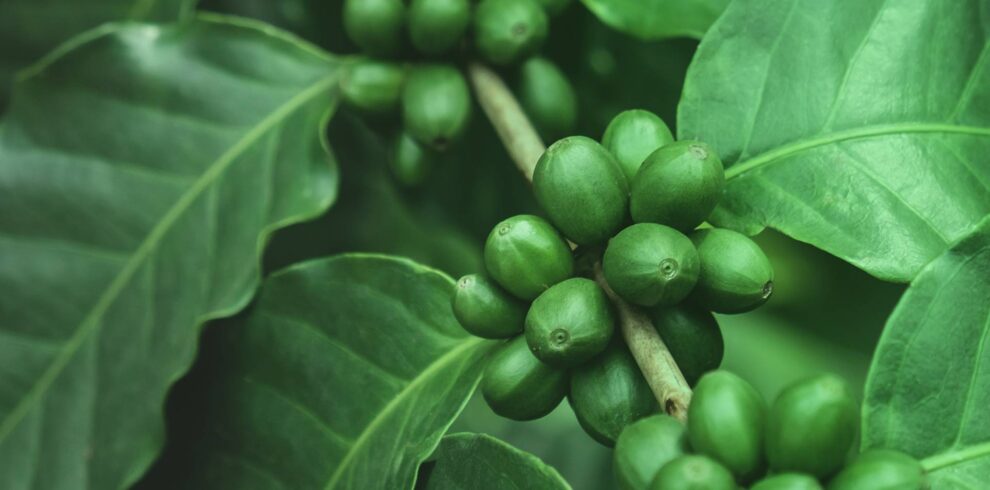 green parallax 1