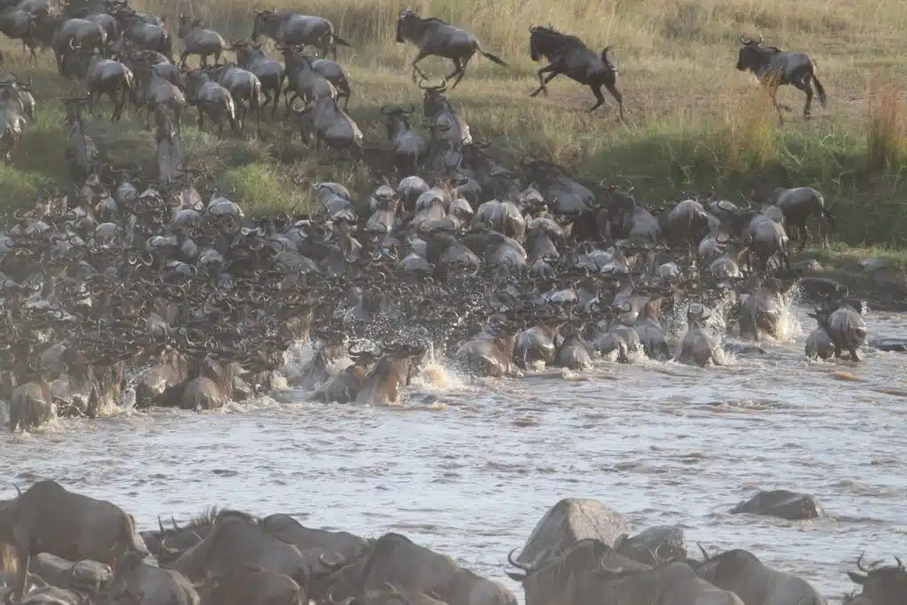 Wildebeest herd crossing the Mara River during Kenya’s Great Migration in the Maasai Mara