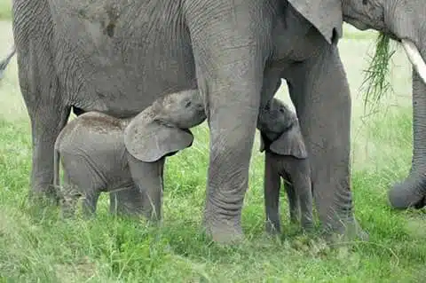 Elephant twins: Mother Elephant Paru with her twins