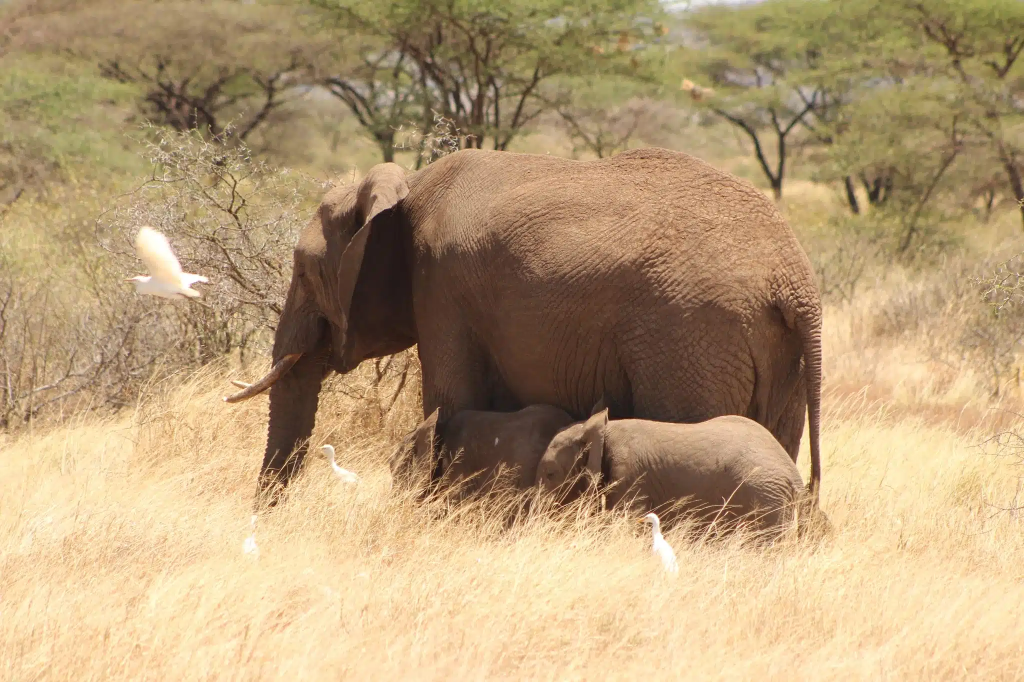Elephant twins: Mother elephant Alto with her twins at Samburu National Reserve, Kenya