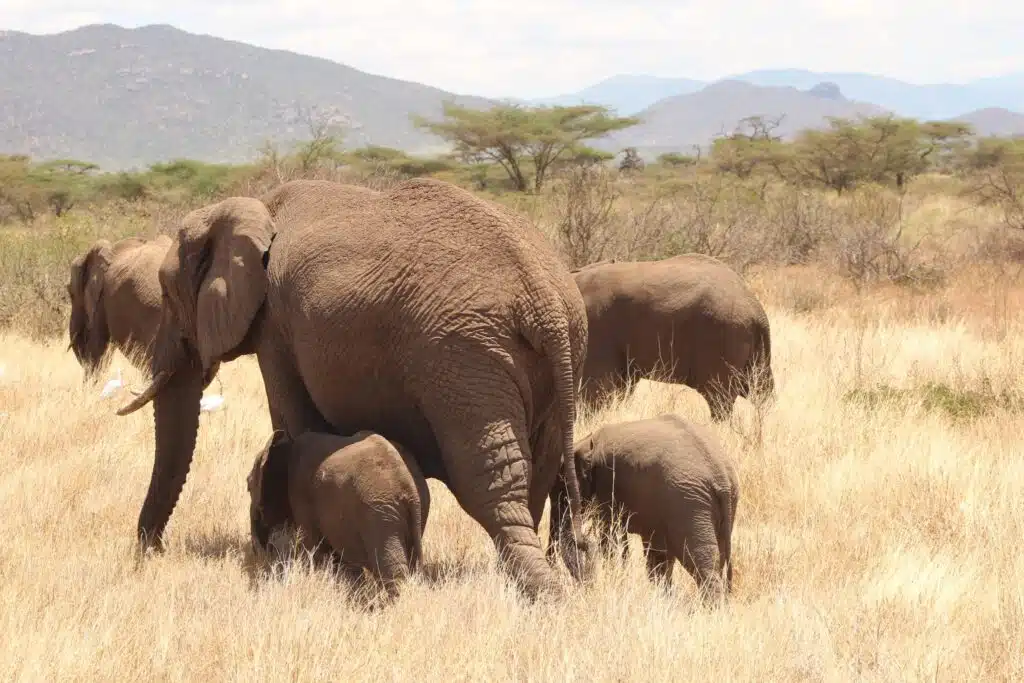 Elephant twins at the Samburu National Reserve, Kenya