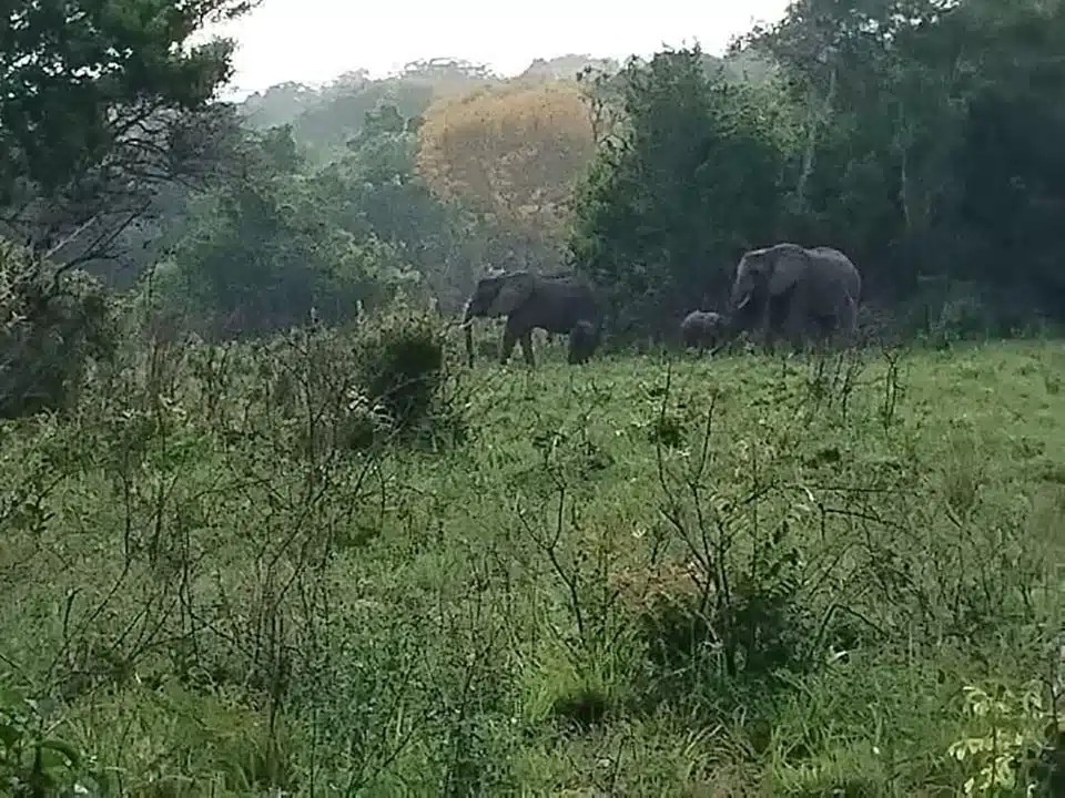 Elephant twins: KWS announced sighting of elephants twins in january 2025.