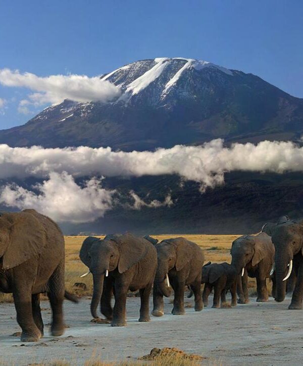 Amboseli National Park safari