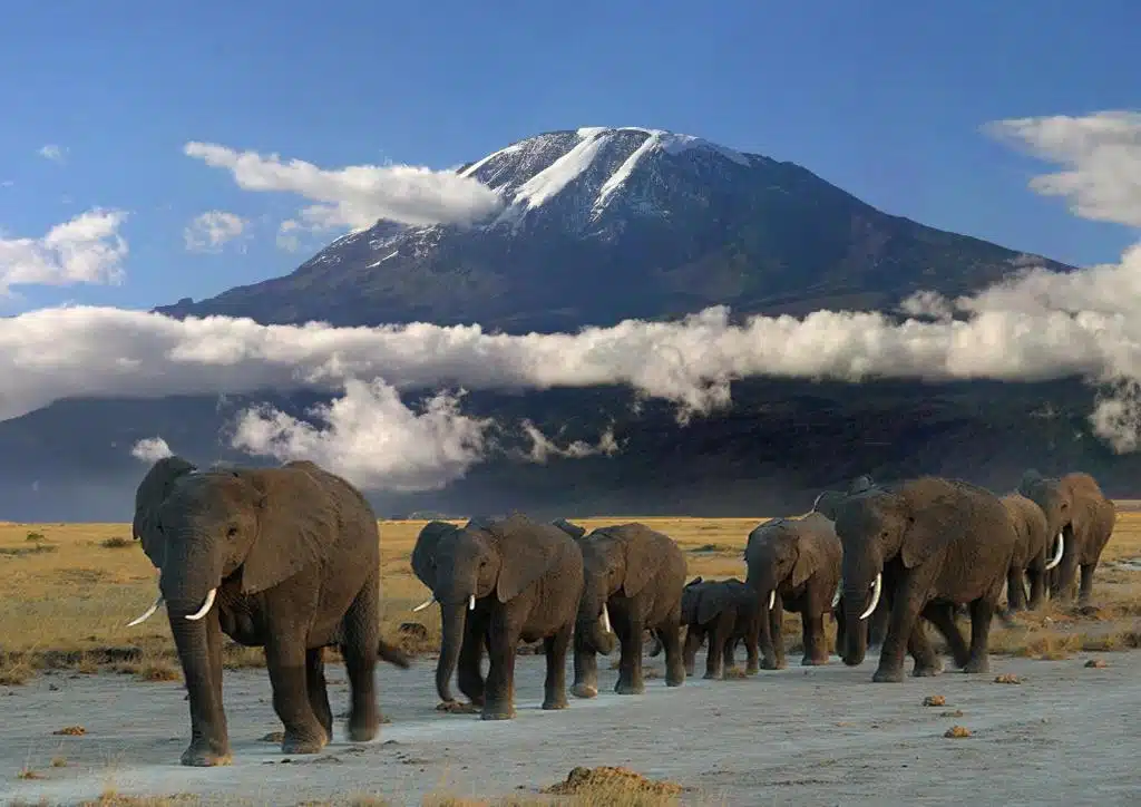 Kenya's Wild Safari: Majestic Elephants in Amboseli National Park