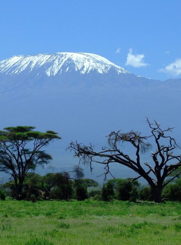 Mount Kilimanjaro view with acacia trees in Amboseli National Park