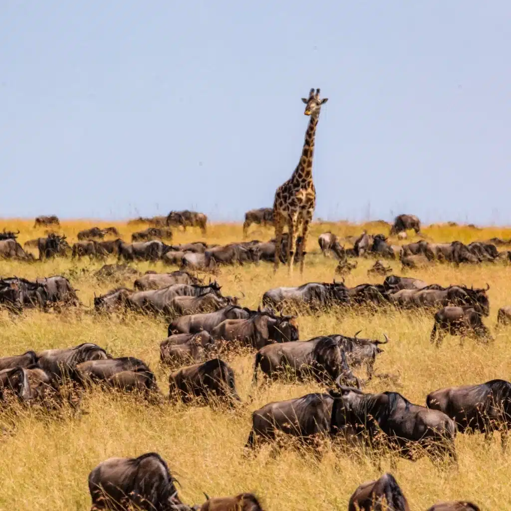 Wildebeests Crossing the Mara River