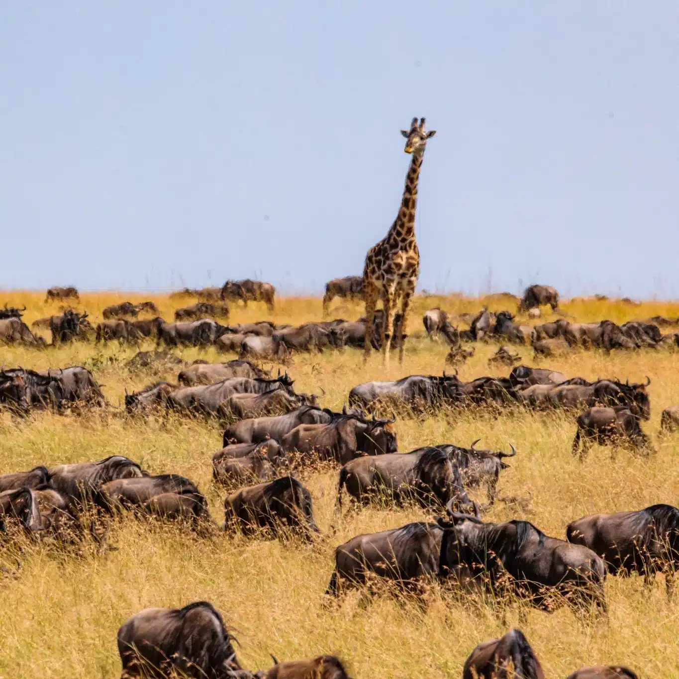 Wildebeests Crossing the Mara River