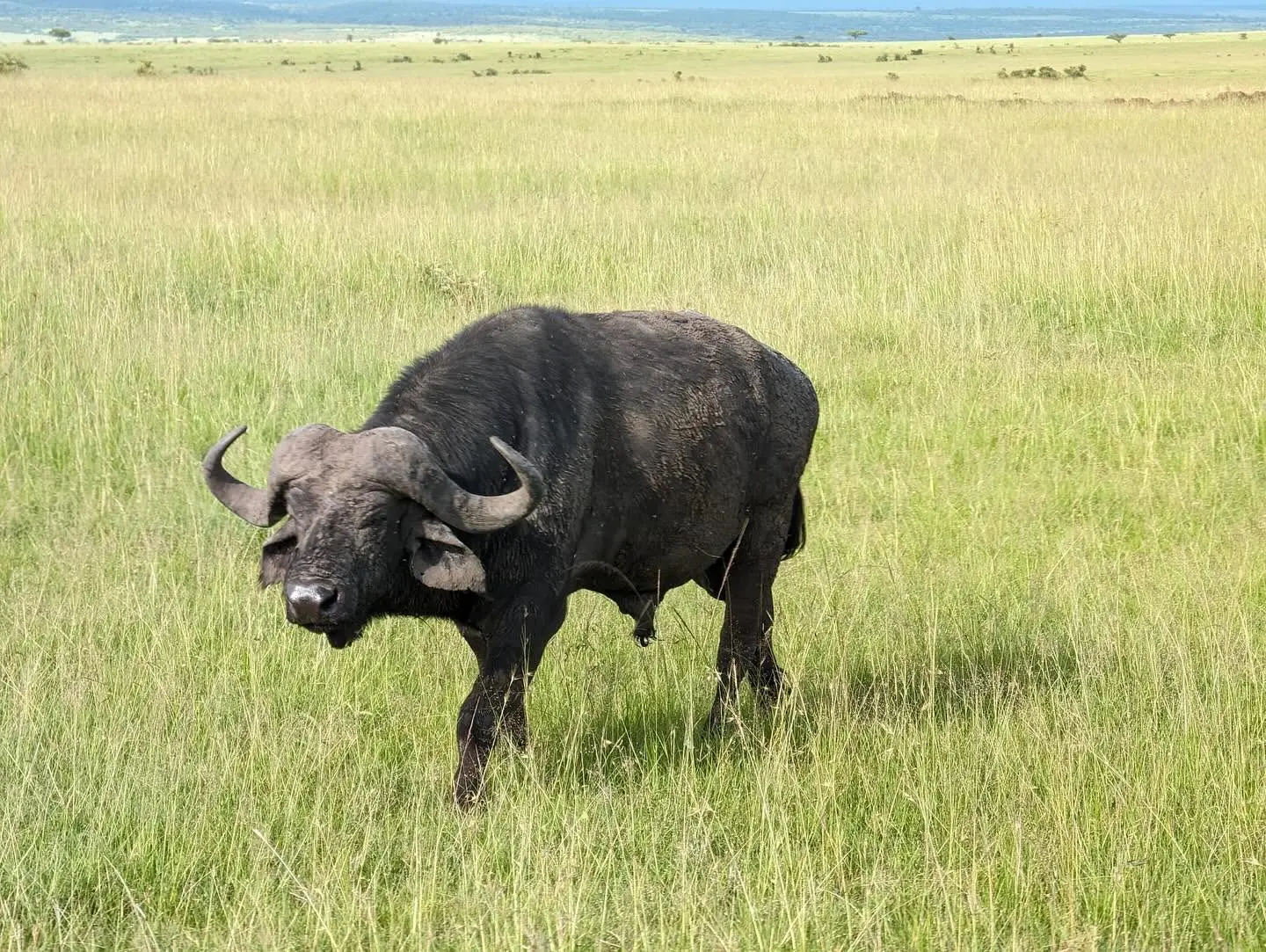 African buffalo standing in the grasslands of the Maasai Mara