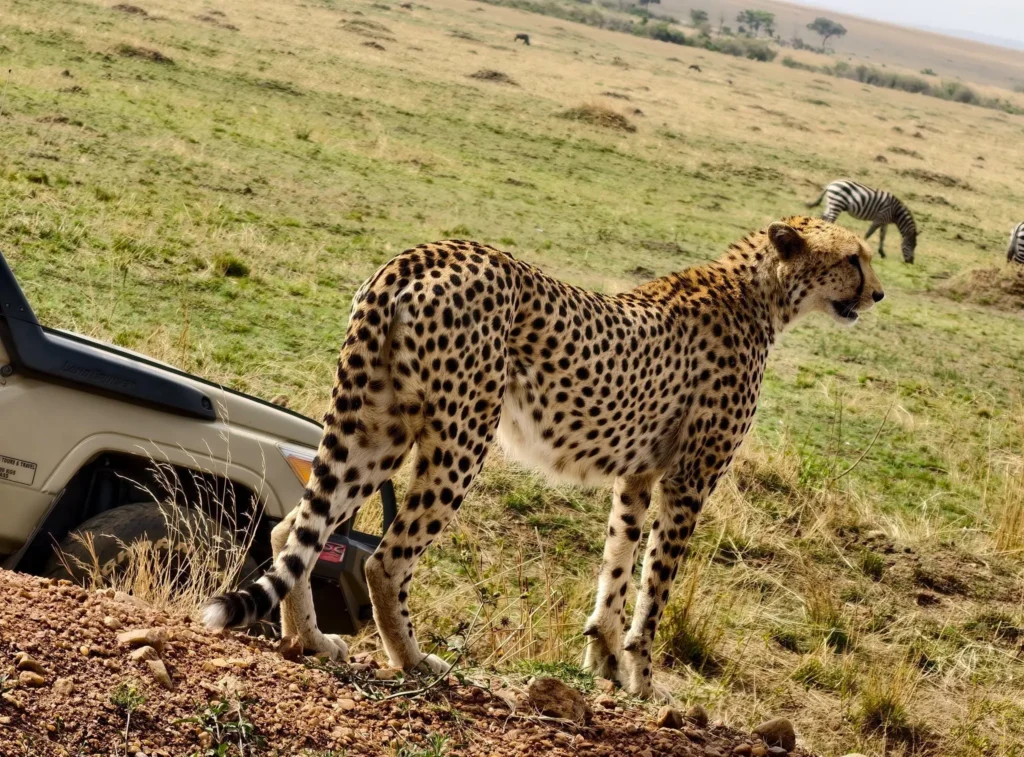 Cheetah beside a safari Land Cruiser during a game drive in the Maasai Mara