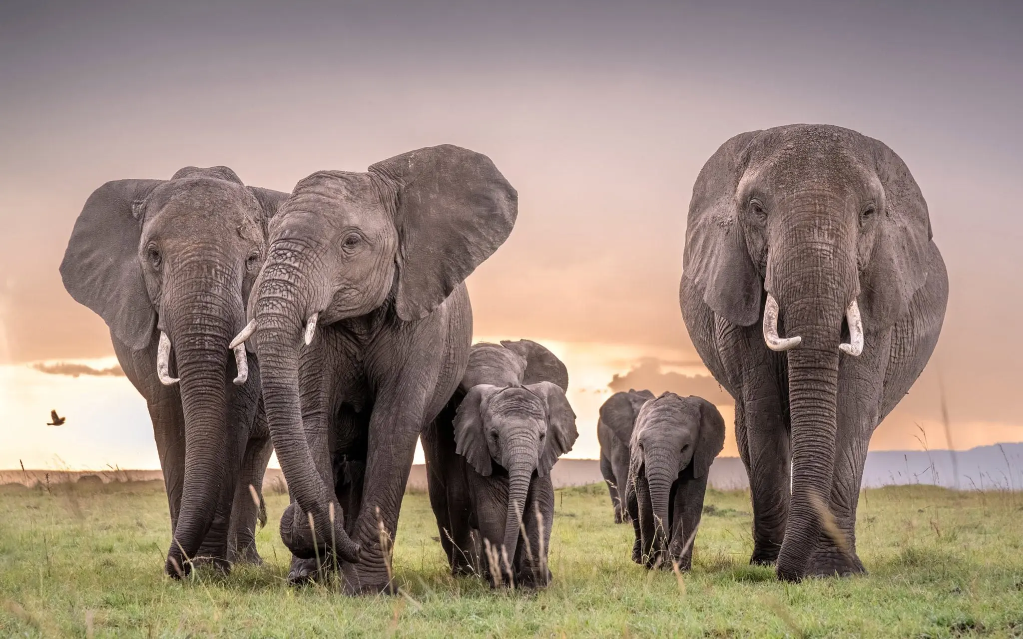 Elephant herd with calves crossing open grassland at sunset in the Maasai Mara