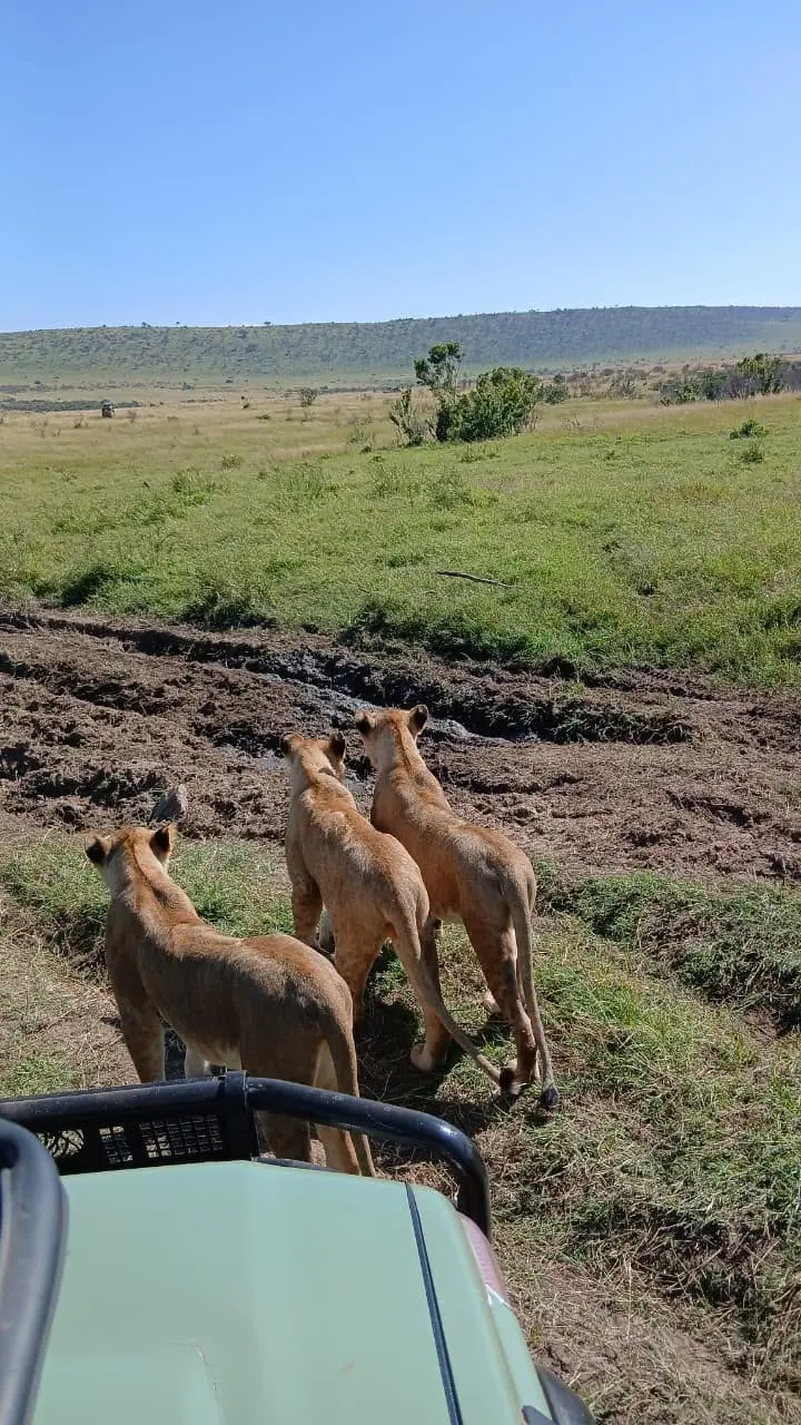 Three young lions beside a safari vehicle during a Maasai Mara game drive