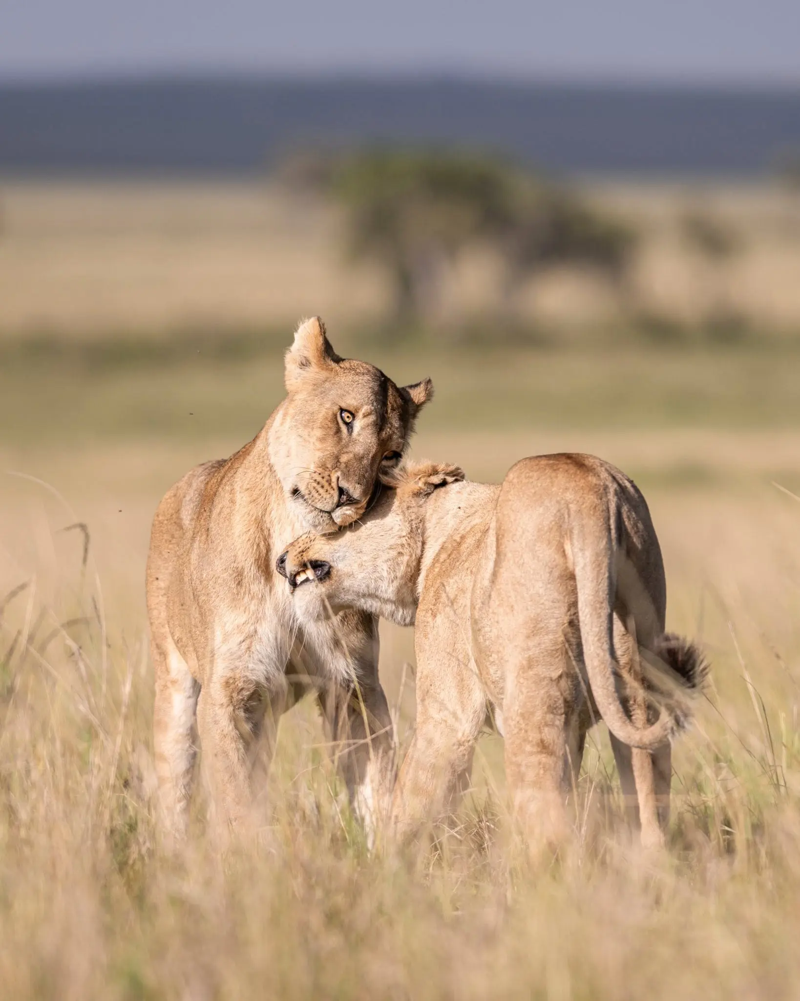 Two lionesses interacting on the open grasslands of the Maasai Mara