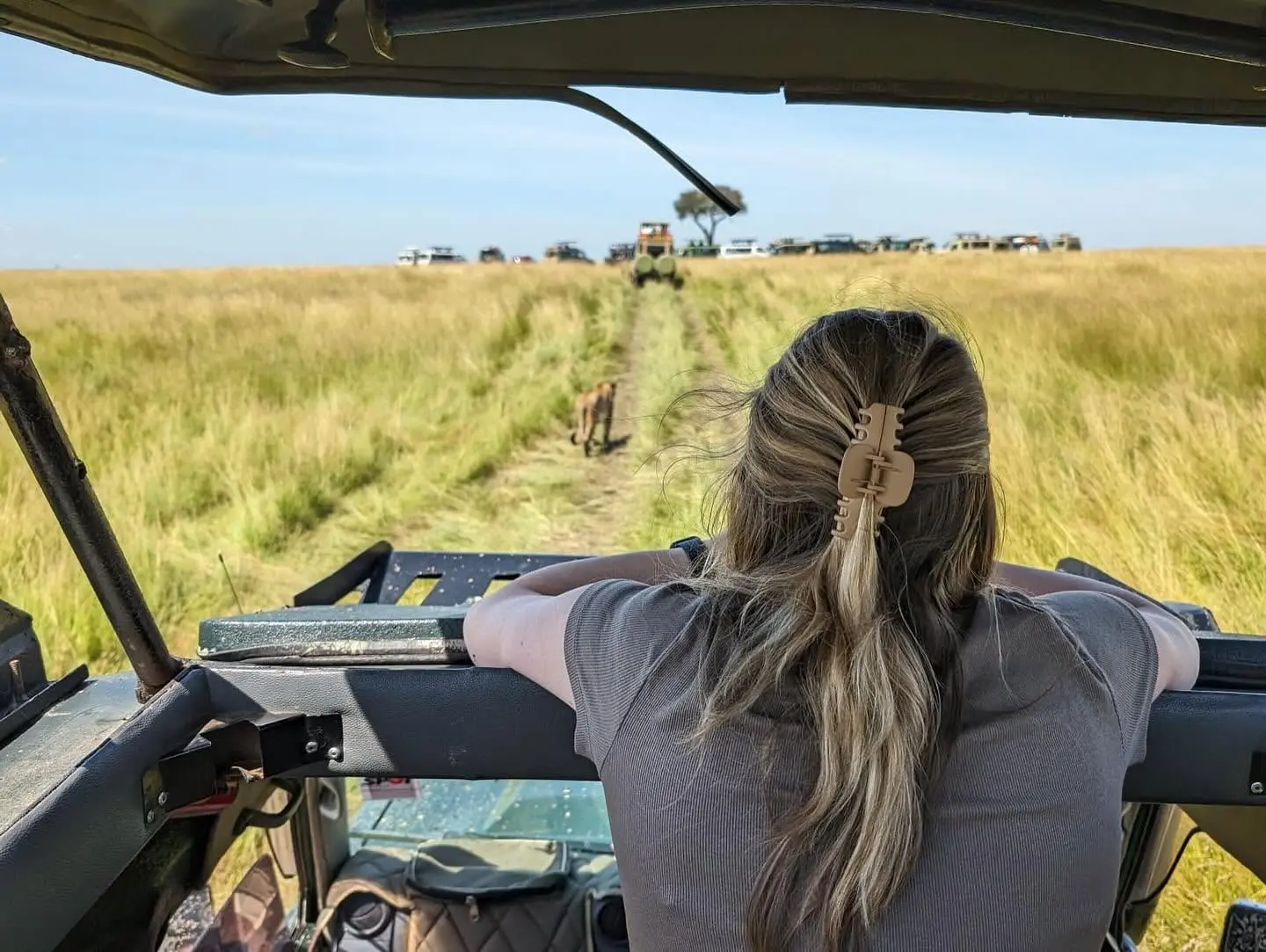 Traveller watching wildlife through the open roof of a safari Land Cruiser in the Maasai Mara