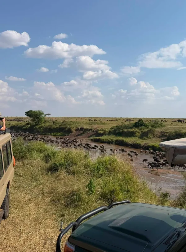 Wildebeest crossing a river as safari vehicles watch during the Great Migration in the Maasai Mara