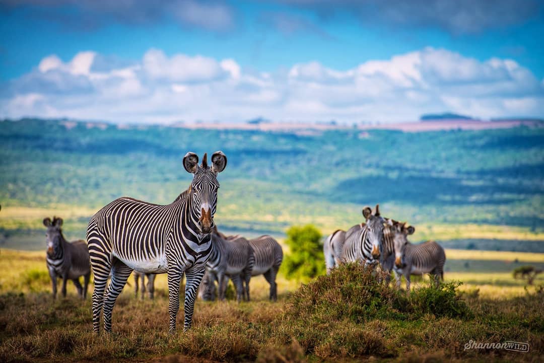 Zebras overlooking the northern Kenya safari landscape
