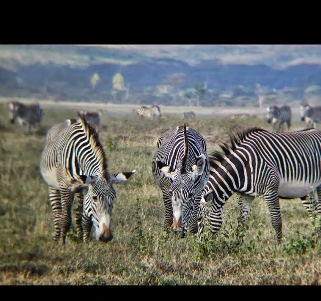Grevy's Zebra