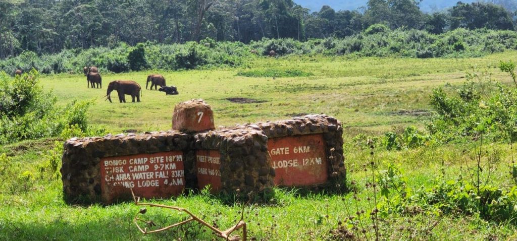 aberdare-national-park-elephants