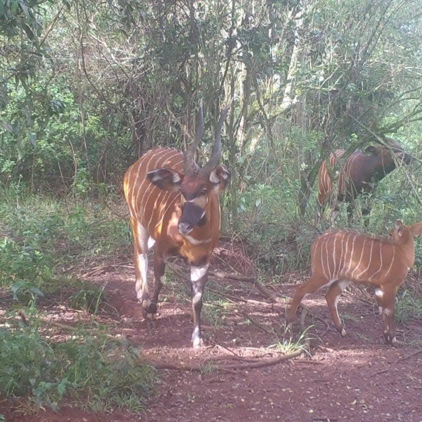 aberdare-national-park-bongo-antelope
