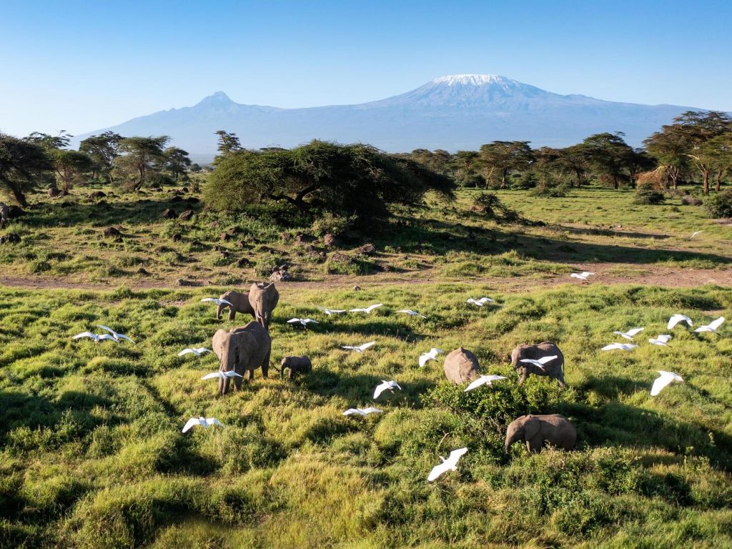 things-to-see-in-kenya-elephants-and-egrets-amboseli-national-park