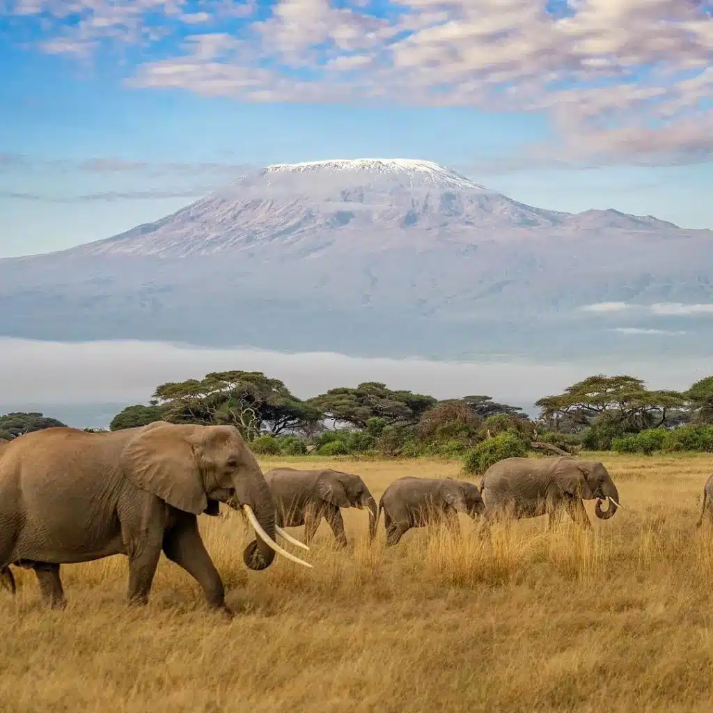 Elephants walking across Amboseli National Park grasslands with Mount Kilimanjaro in the background