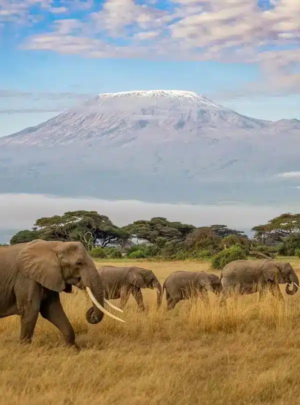 Elephants walking across Amboseli National Park grasslands with Mount Kilimanjaro in the background