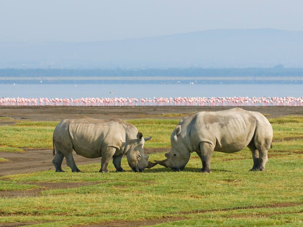 things-to-see-in-kenya-flamingos-and-rhinos