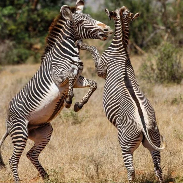 things-to-see-and-do-in-kenya-grevy's-zebra