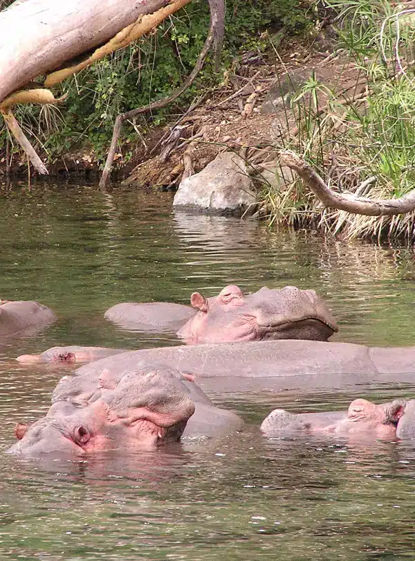 Hippos resting in the waters of Mzima Springs, Tsavo West National Park, Kenya