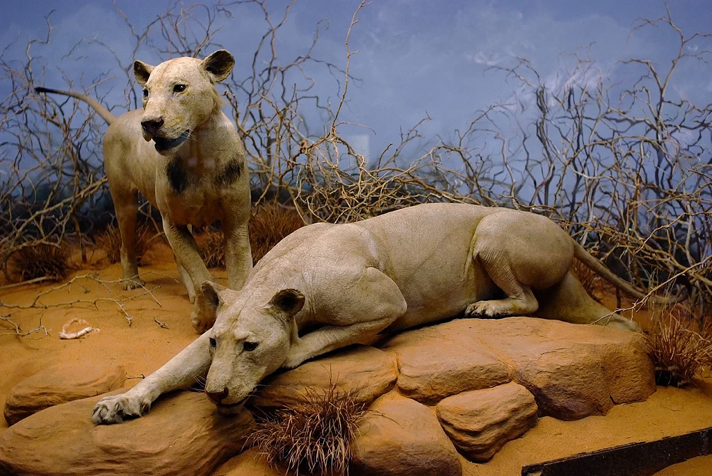 Tsavo National Park