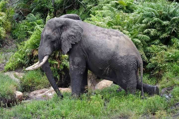 An elephant at the Shimba Hills National Reserve, Kenya