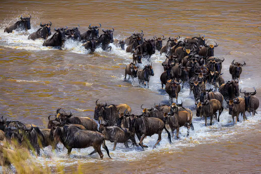 Wildebeest crossing the Mara River during the Great Migration in Masai Mara