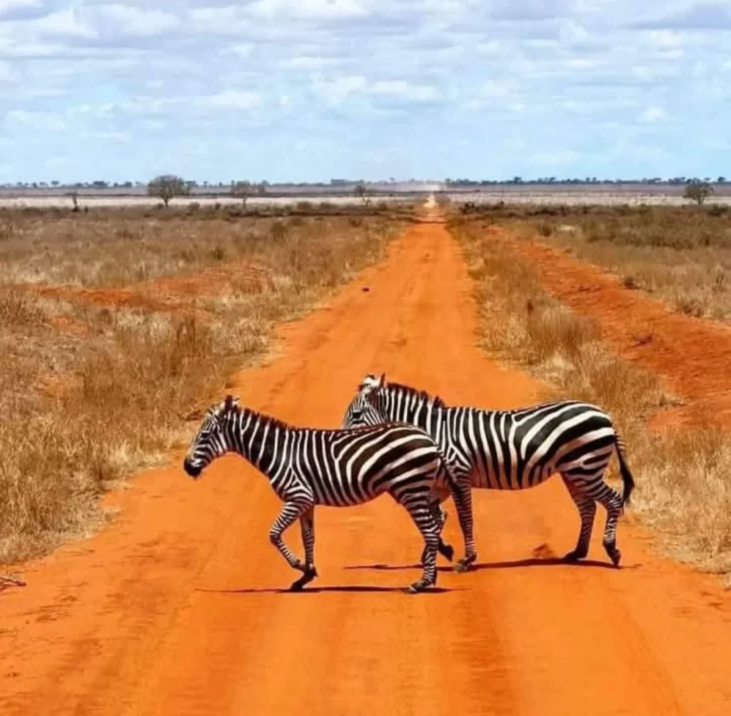 Tsavo East National Park