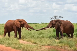 Tsavo National Park