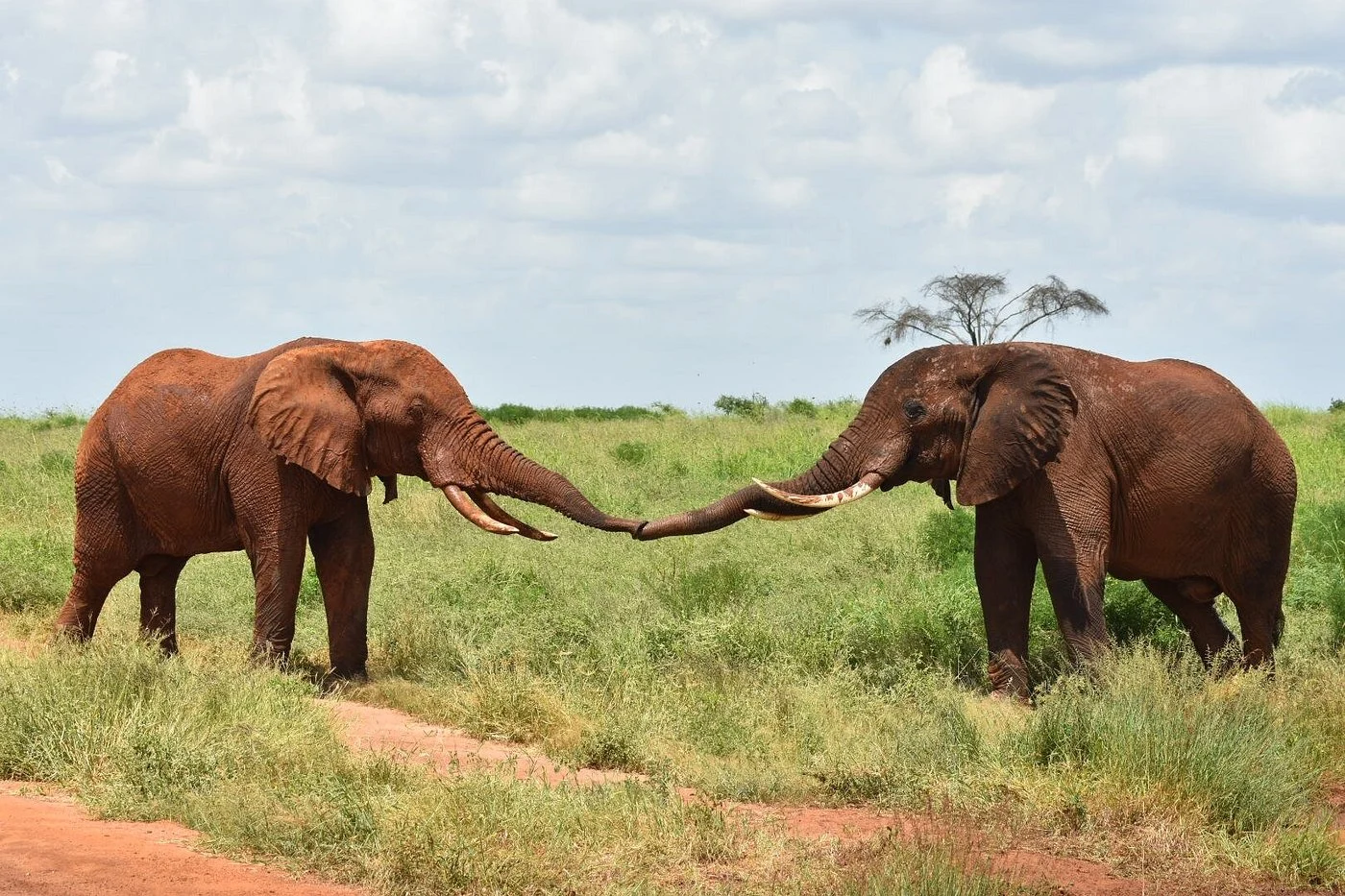 Ultimate Tsavo National Park Travel Guide: What to See & Do