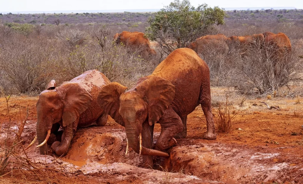 Tsavo National Park