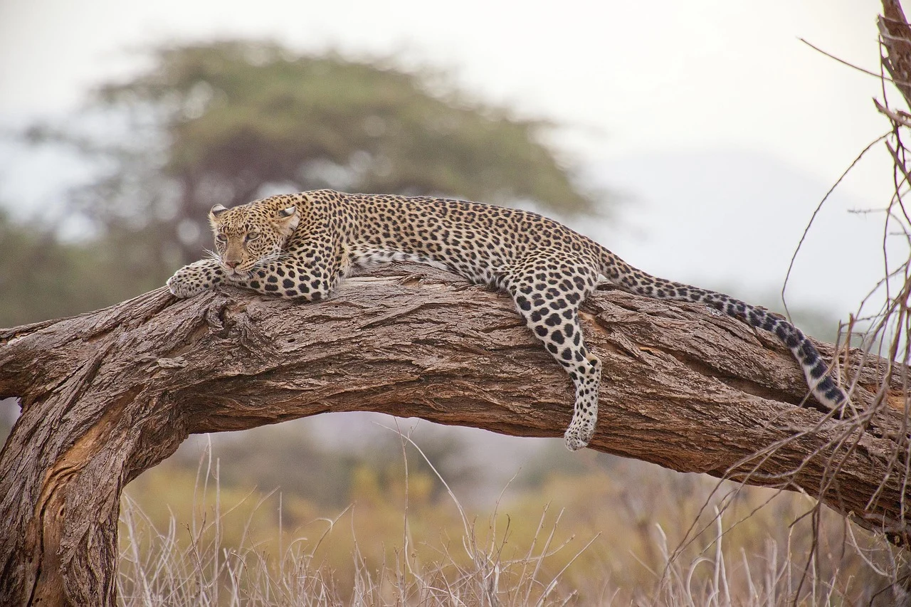 Top 10 Things to See and Do in Kenya