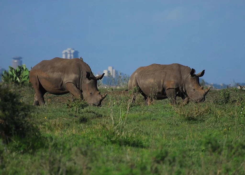 things-to-see-and-do-in-kenya-rhinos-nairobi-national-park