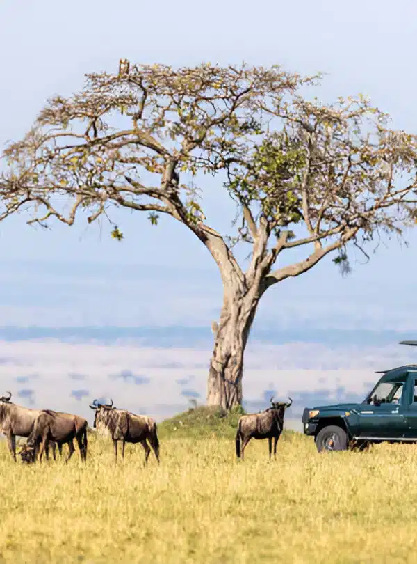 Wildebeest herd in Masai Mara with safari Landcruiser in the background