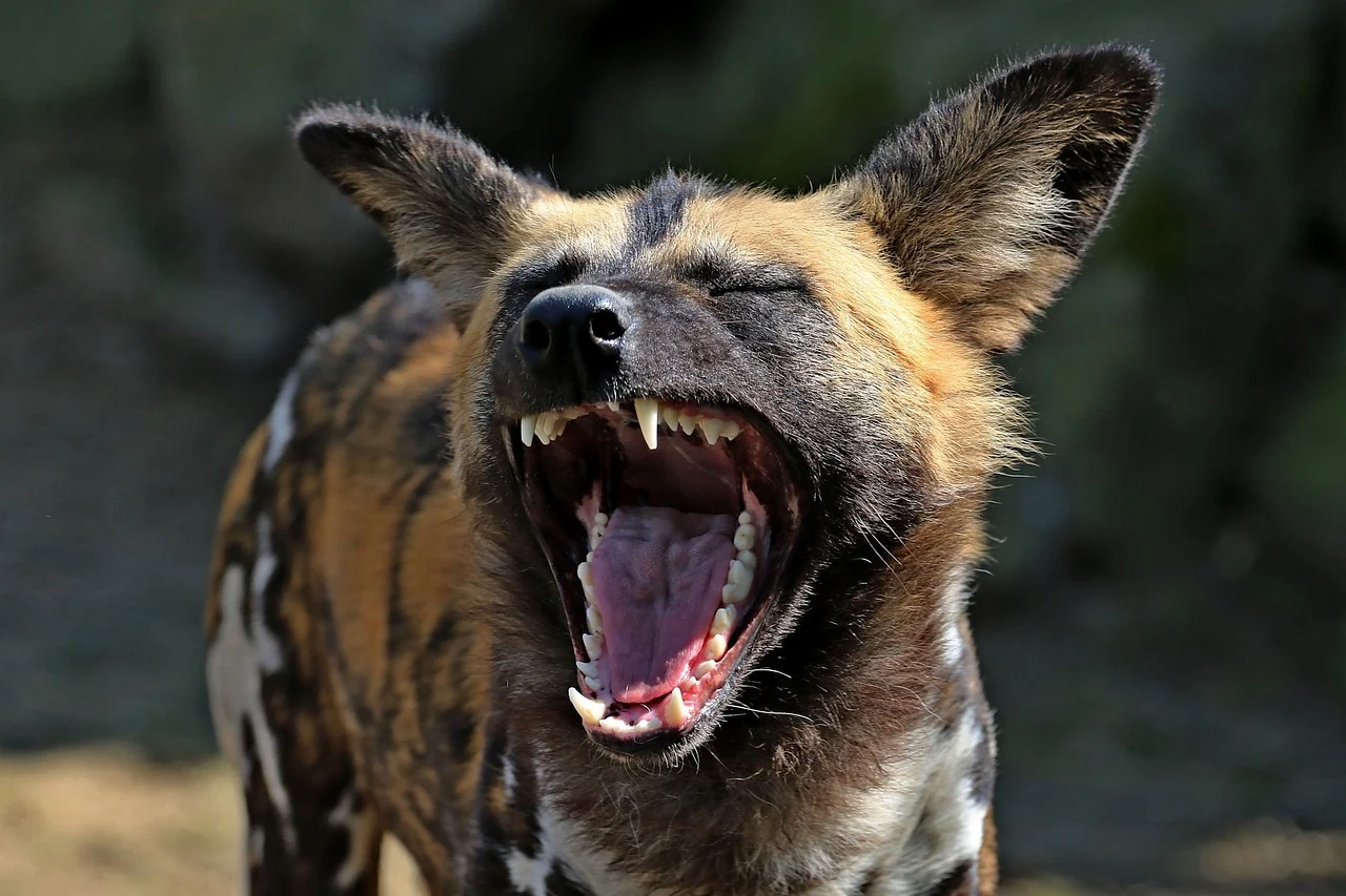 The African Wild Dog: Kenya’s Endangered Hunter Striving for Survival