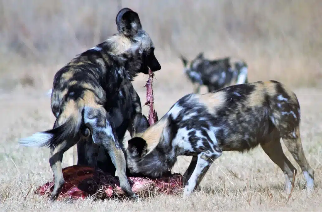 African-wild-dogs-sharing-their-hunt