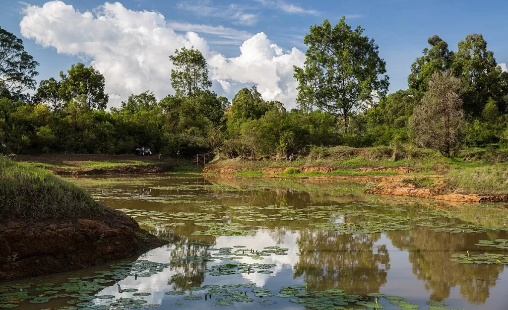 a-river-inside-karura-forest-nairobi-kenya