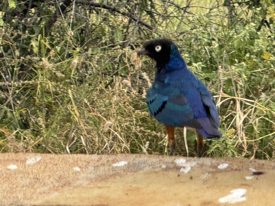 Meru National Park boasts unique bird life